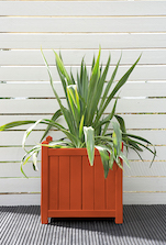 Honey Mango Planter Pot Colour Honey Mango Planter Pot Colour
