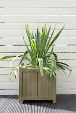 Olive Garden Planter Pot Colour Olive Garden Planter Pot Colour